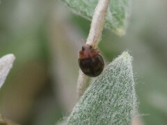 Scymnus rubromaculatus