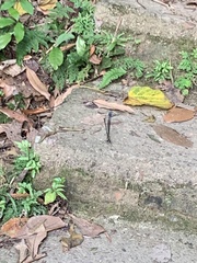 Psolodesmus mandarinus mandarinus