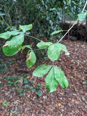 Ptelea trifoliata