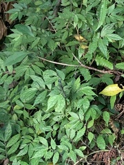 Psolodesmus mandarinus mandarinus