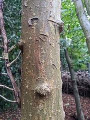Ptelea trifoliata