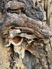Ganoderma australe