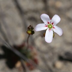 Drosera spilos