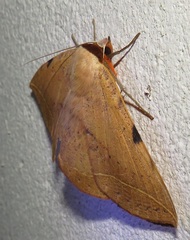 Hypopyra capensis