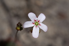 Drosera spilos