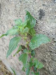 Parietaria judaica