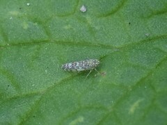 Eupteryx decemnotata