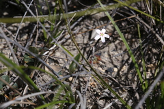 Drosera spilos