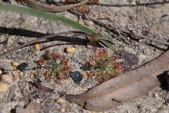 Drosera spilos