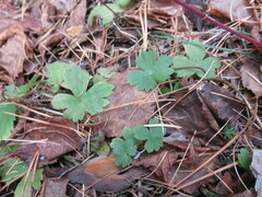 Ranunculus propinquus