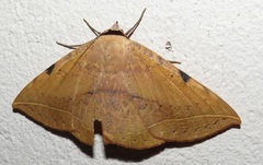 Hypopyra capensis