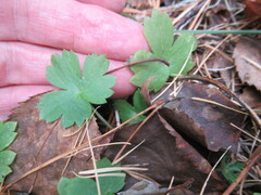 Ranunculus propinquus