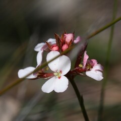 Stylidium scariosum