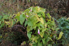 Calystegia sepium spectabilis