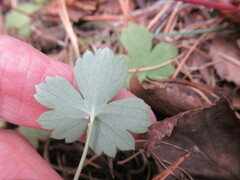 Ranunculus propinquus