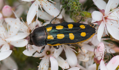 Castiarina xanthopilosa