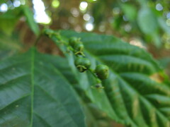 Alchornea rugosa