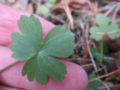 Ranunculus propinquus