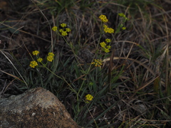 Bupleurum ranunculoides