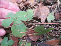Ranunculus propinquus