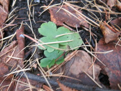 Ranunculus propinquus