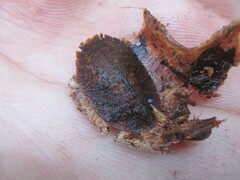 Neolaxta triangulifera