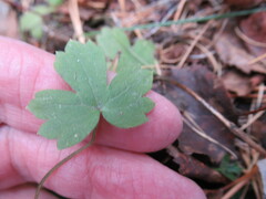 Ranunculus propinquus