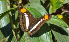 Adelpha serpa