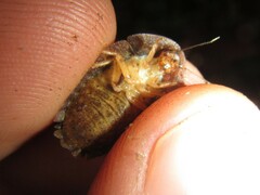 Neolaxta triangulifera