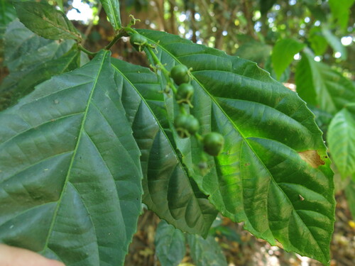 Alchornea rugosa observed 2019-10-20