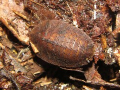 Neolaxta triangulifera