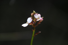 Stylidium scariosum
