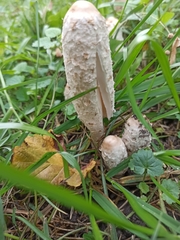 Coprinus comatus
