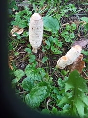 Coprinus comatus