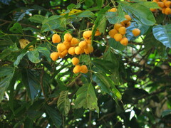 Toechima erythrocarpum