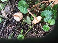 Lepiota