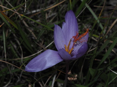 Crocus ligusticus