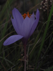 Crocus ligusticus