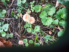 Lepiota