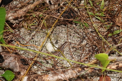 Eutropis cumingi
