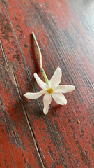 Narcissus deficiens
