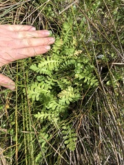 Leptinella potentillina