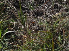 Coenonympha pamphilus