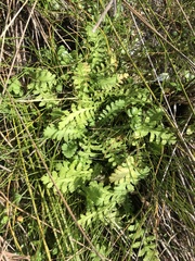 Leptinella potentillina