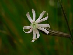 Silene burchellii