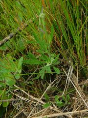 Silene burchellii