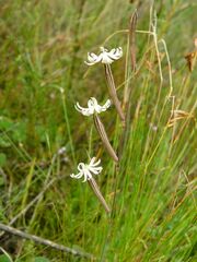 Silene burchellii