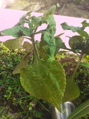 Tithonia rotundifolia