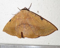 Hypopyra capensis