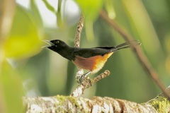 Monarcha castaneiventris